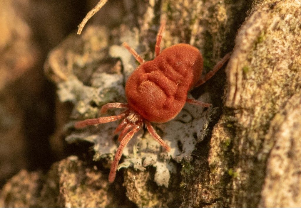 Identificazione Trombidiidae