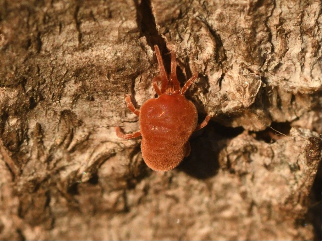 Identificazione Trombidiidae