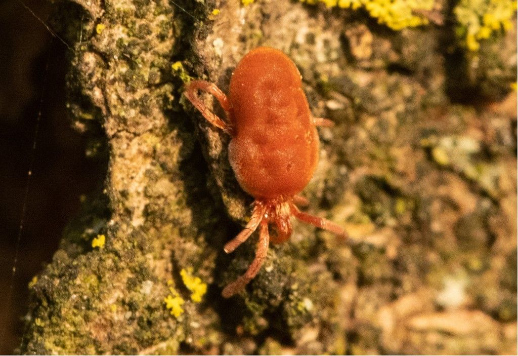 Identificazione Trombidiidae