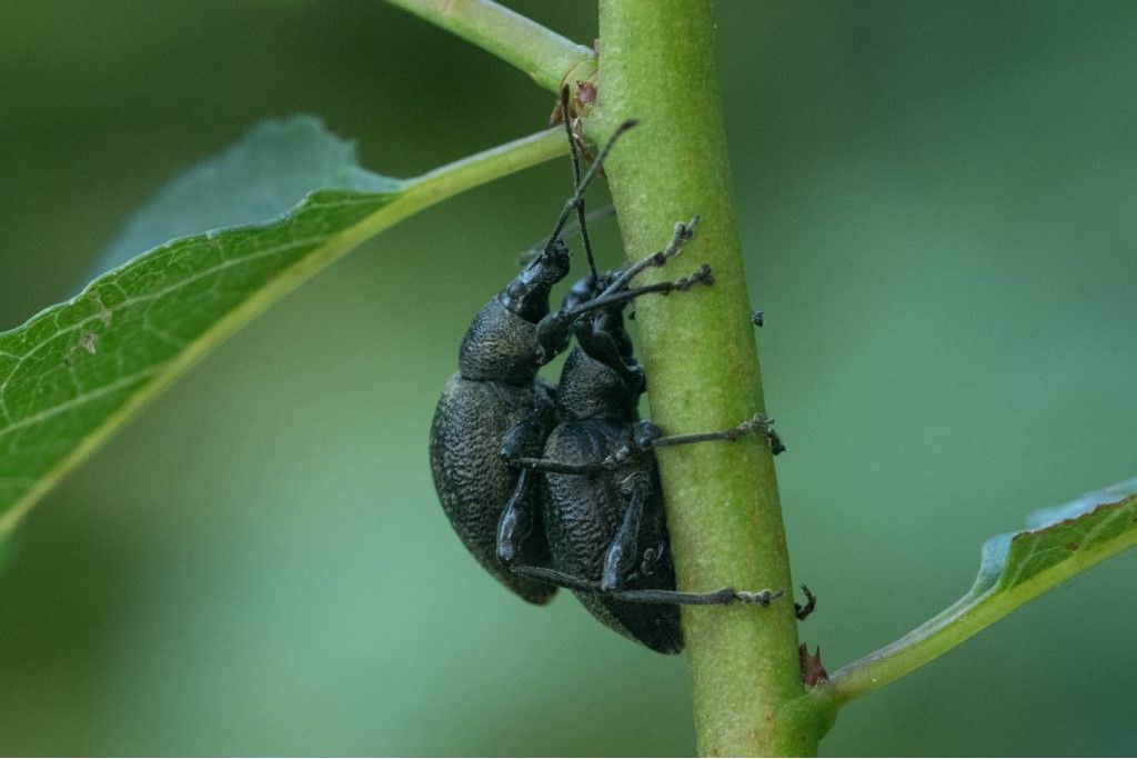 Curculionidae da determinare