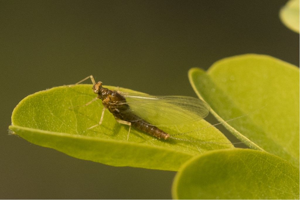 Ephemeroptera da determinare - Serratella ignita