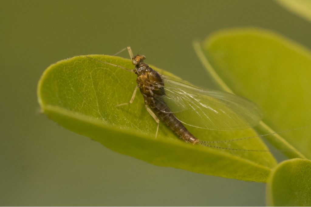 Ephemeroptera da determinare - Serratella ignita