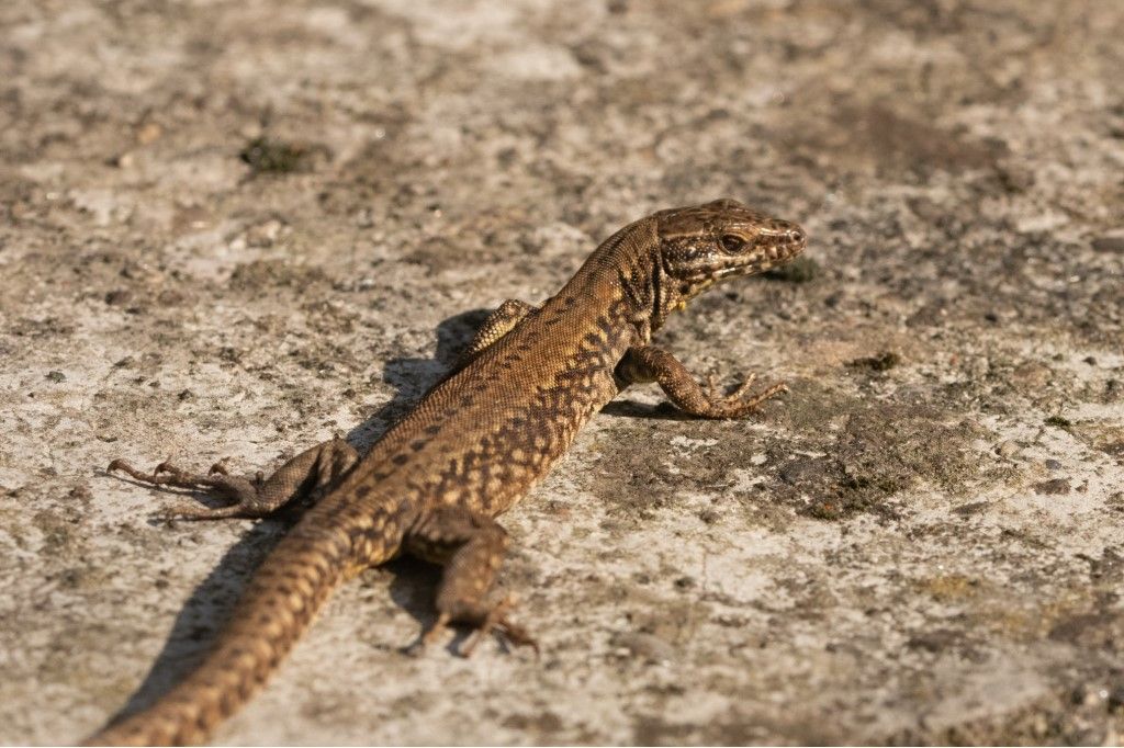Podarcis muralis? S