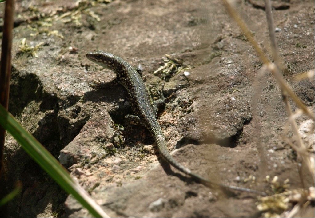 Podarcis muralis? S