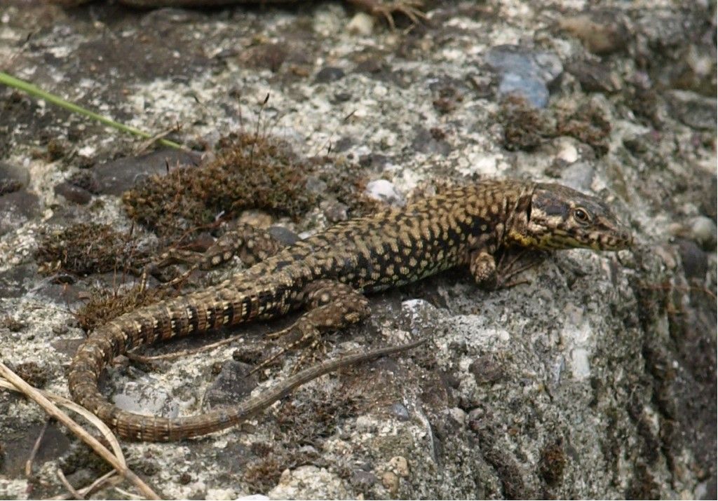 Podarcis muralis? S