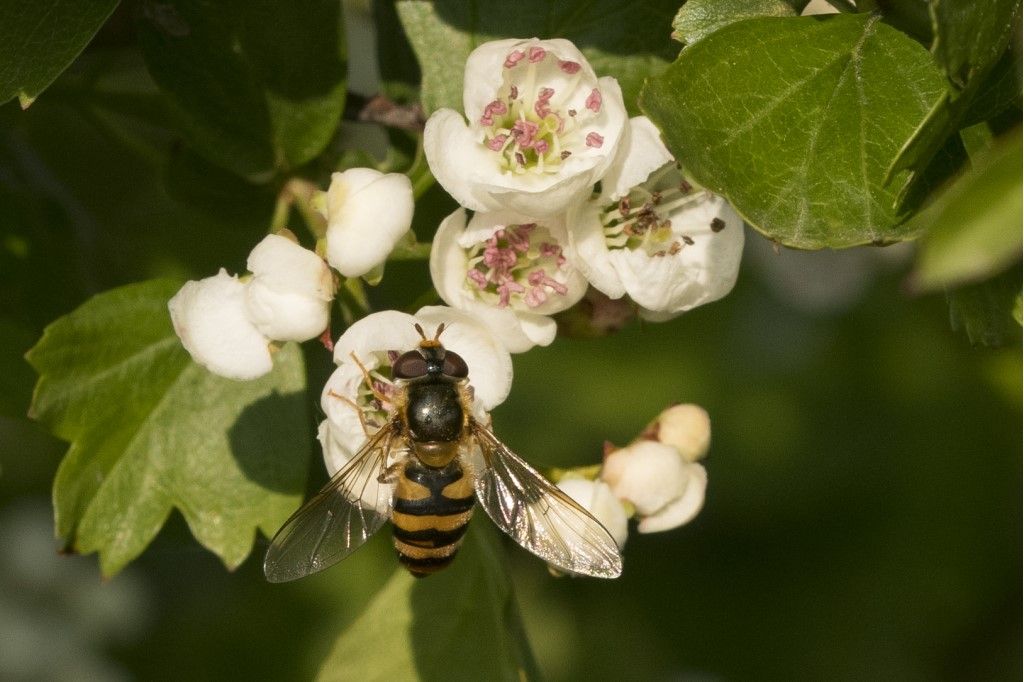 Syrphidae: Syrphus sp.