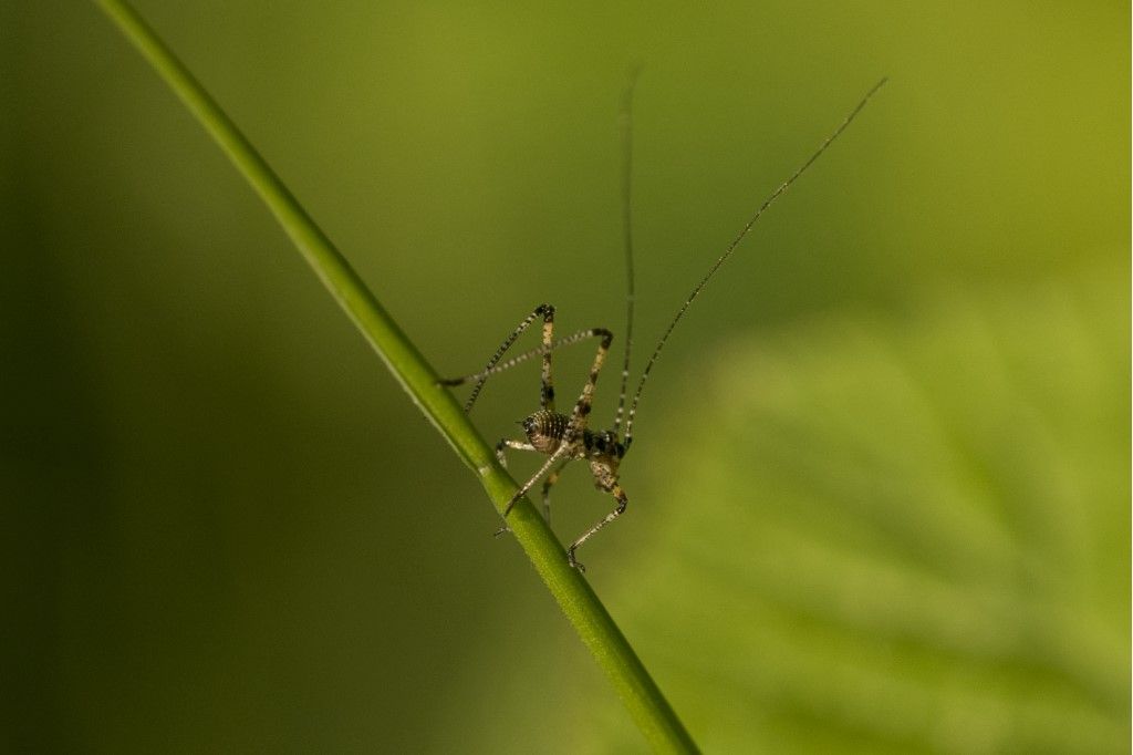 Neanide di ... Phaneroptera sp.