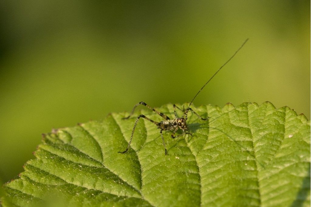 Neanide di ... Phaneroptera sp.