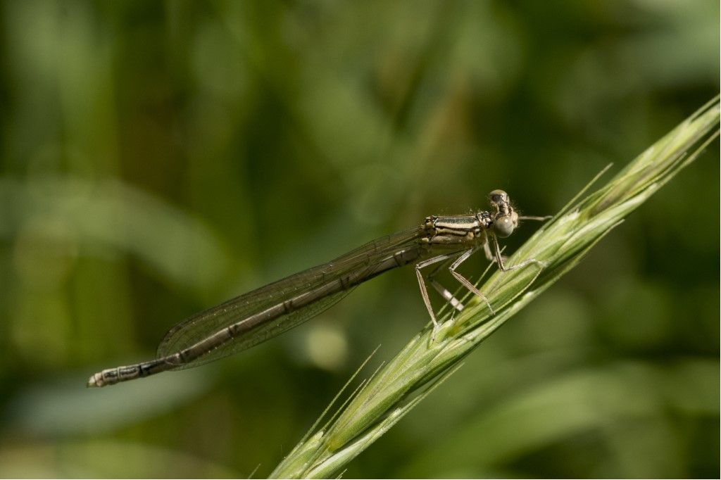 Platycnemididae -  Platycnemis pennipes