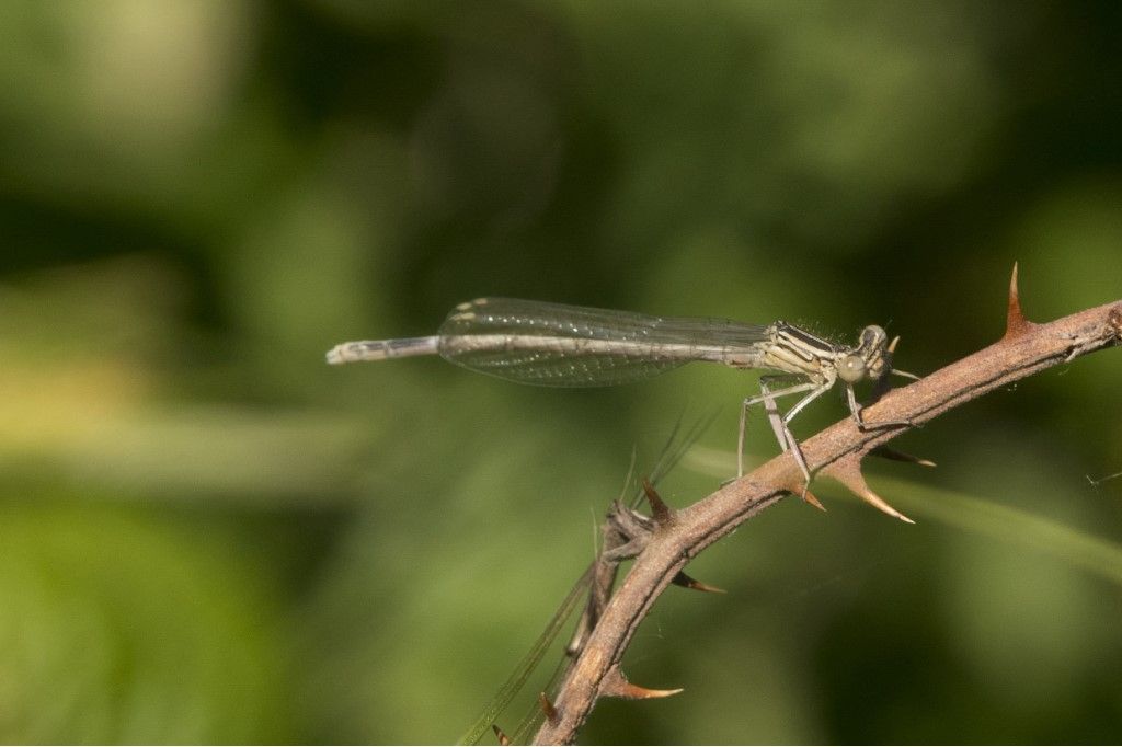 Platycnemididae -  Platycnemis pennipes