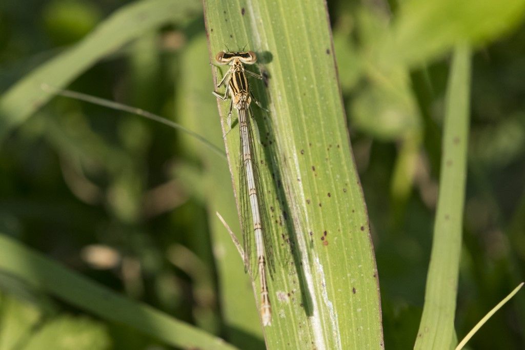 Platycnemididae -  Platycnemis pennipes