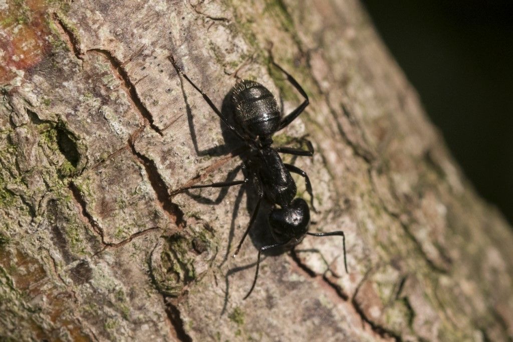 Formica da identificare