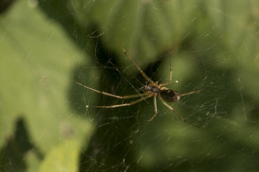 Linyphiidae sp. -Crema (CR)