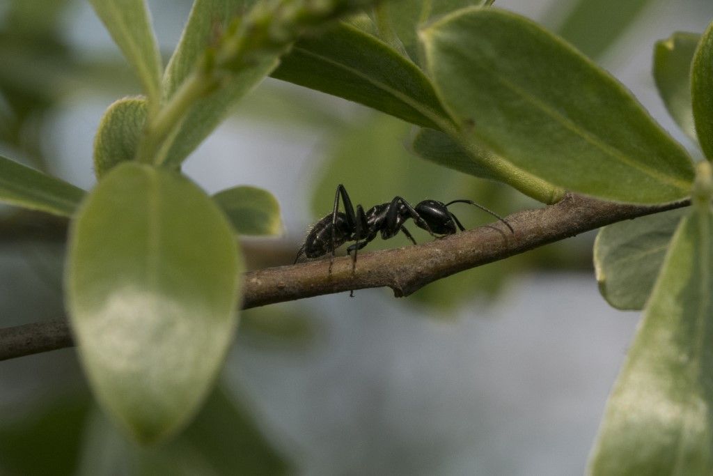 Formica da identificare