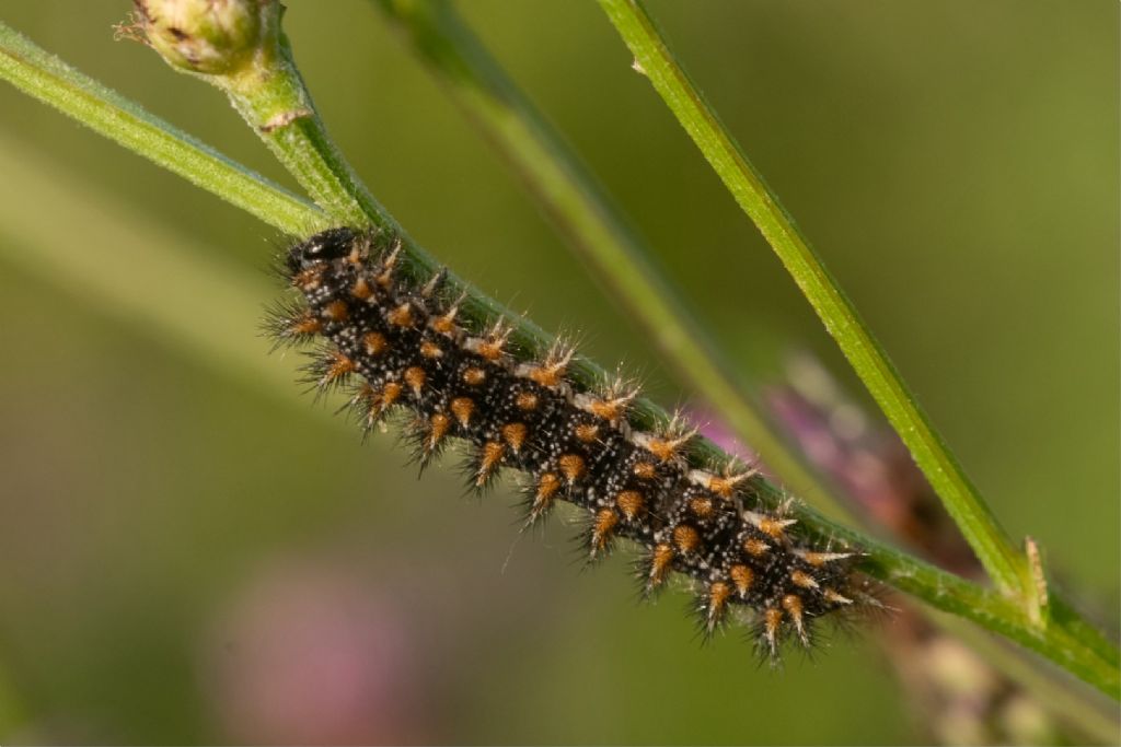 Bruchi di... Melitaea phoebe