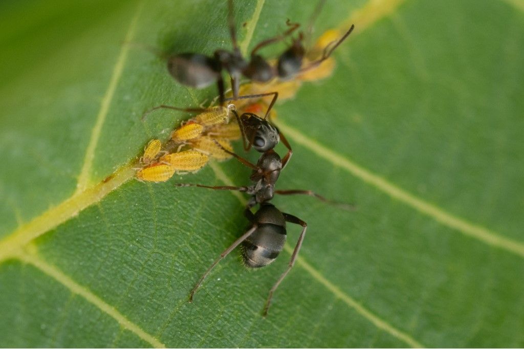 Formicidae: Formica sp.