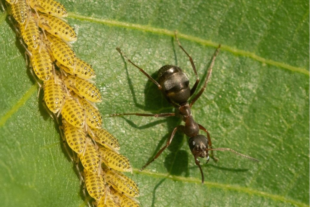 Formicidae: Formica sp.