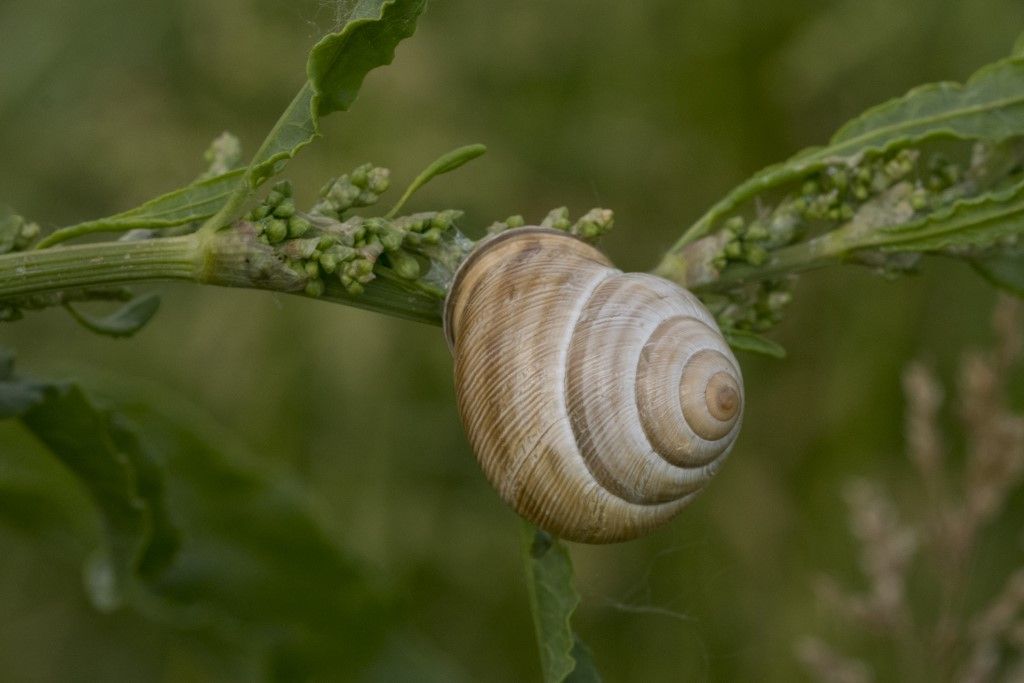 Helicidae - Cepaea memoralis ?