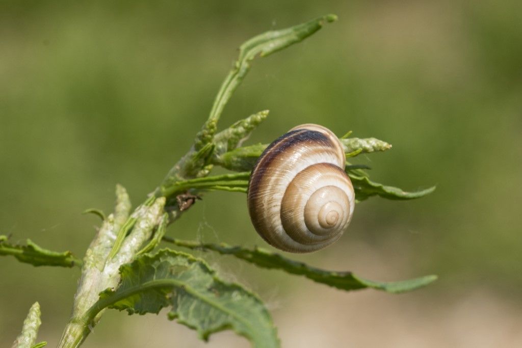 Helicidae - Cepaea memoralis ?