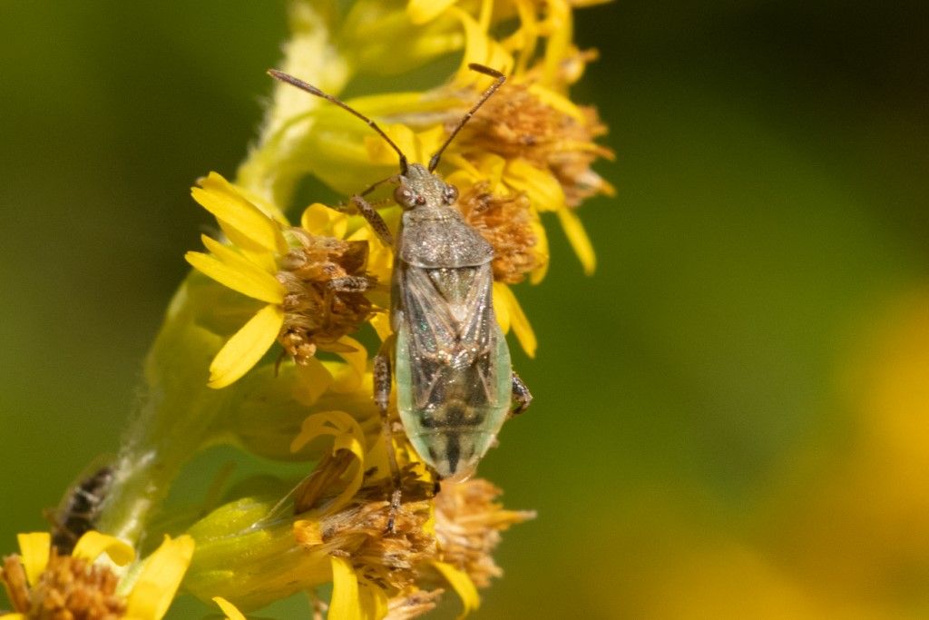 Rhopalidae: Stictopleurus punctatonervosus