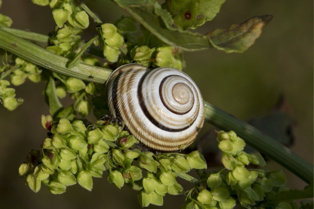 Helicidae - Cepaea memoralis ?