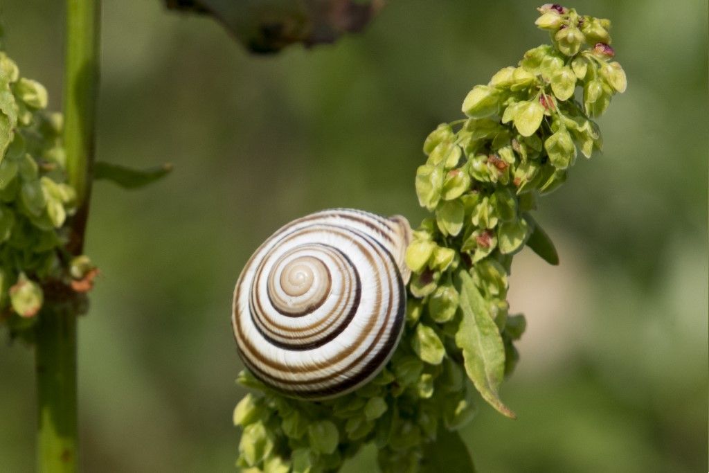 Helicidae - Cepaea memoralis ?