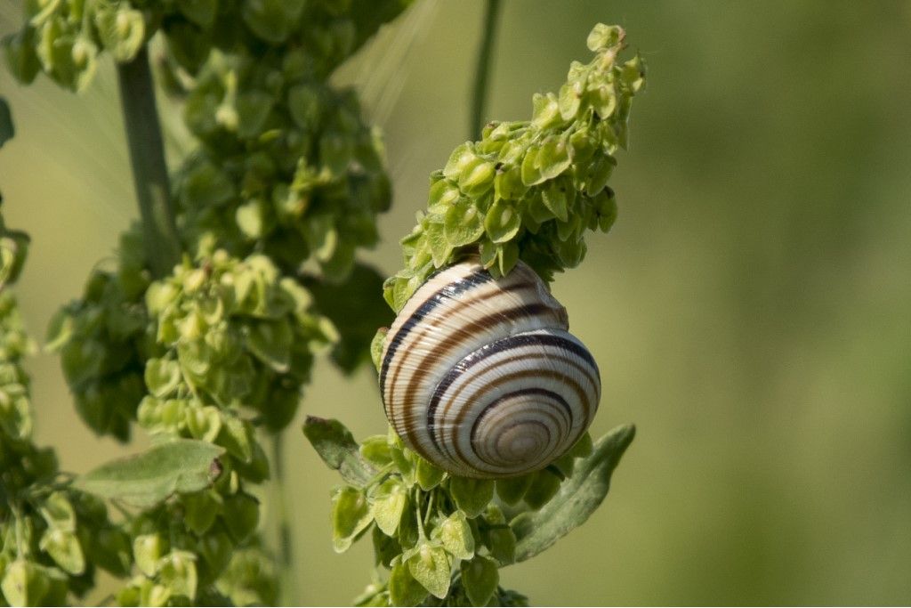 Helicidae - Cepaea memoralis ?