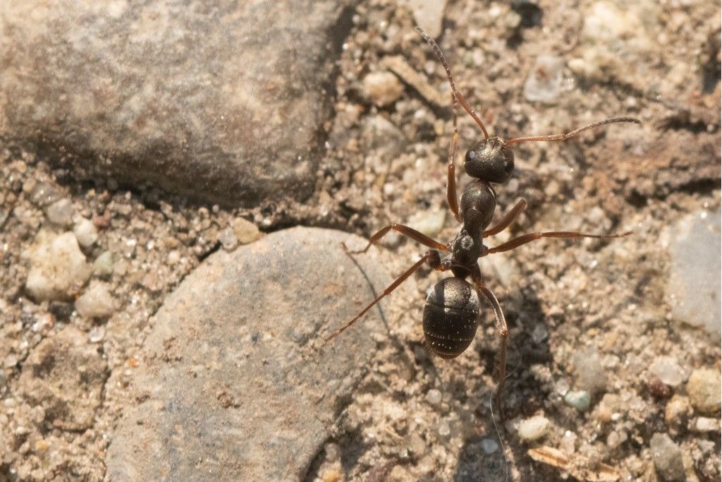 Formica sp. (F. cunicularia o F. cinerea)