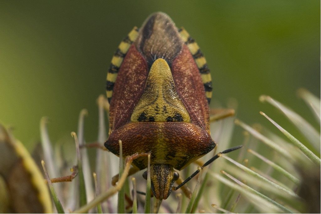 Pentitadomidae: Carpocoris pudicus ?  Carpocoris purpureipennis