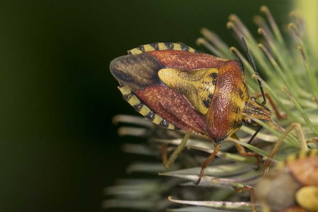 Pentitadomidae: Carpocoris pudicus ?  Carpocoris purpureipennis