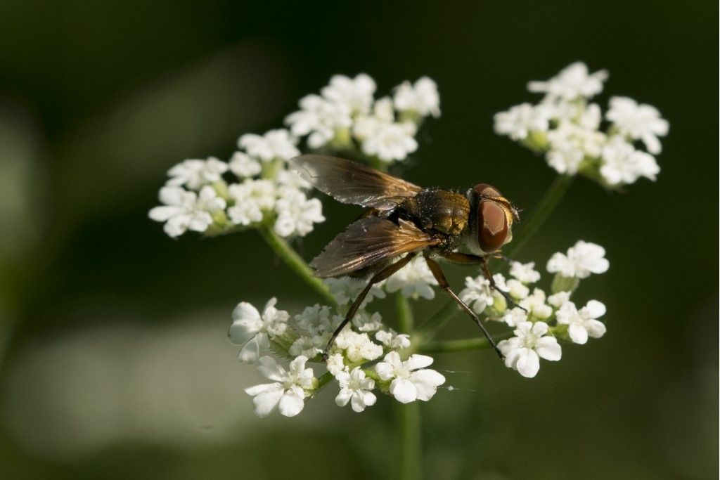 Aiuto per identificazione: cfr. Tachinidae Phasiinae