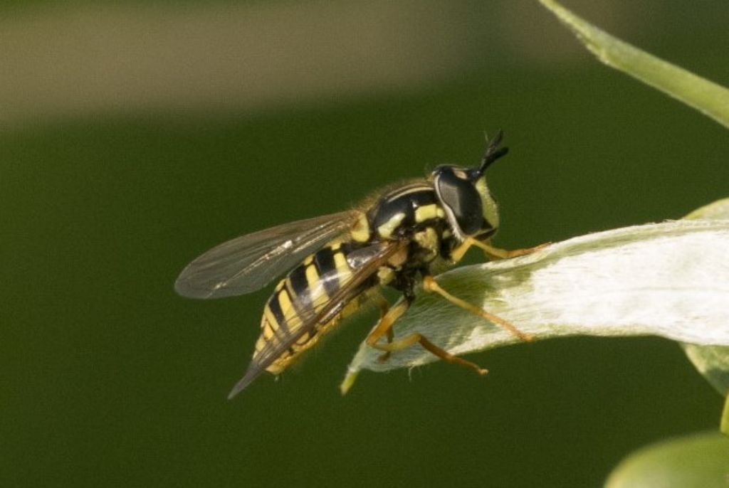 Syrphidae:  Chrysotoxum cfr. cautum