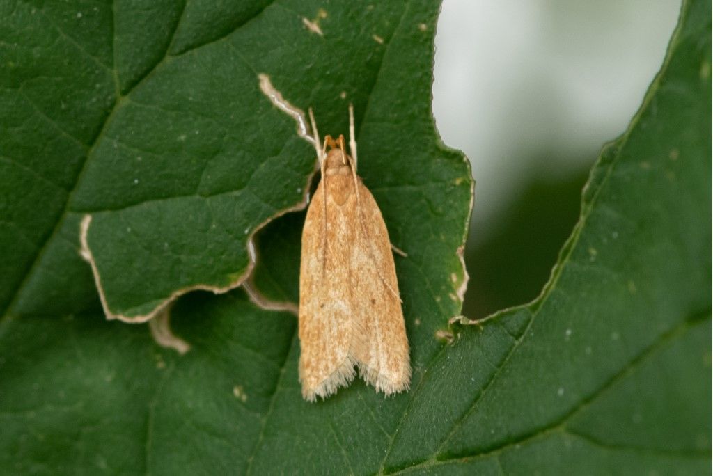 Farfallina: cfr. Helcystogramma rufescens -Gelechiidae