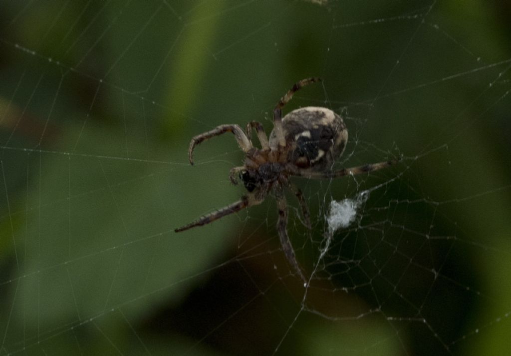 Larinioides sp. -Crema (CR)