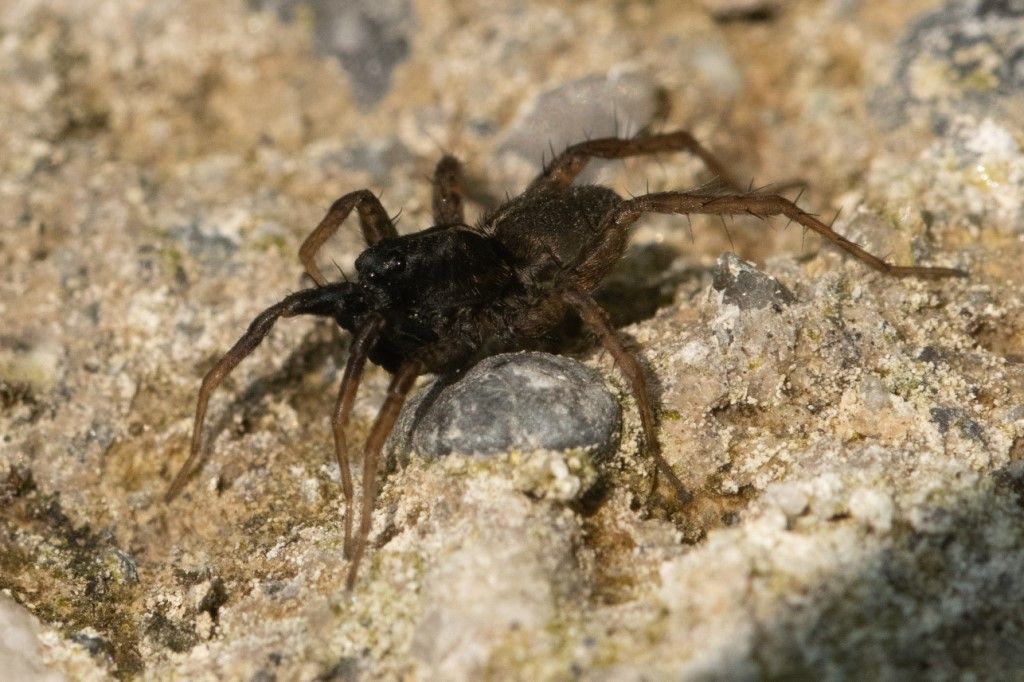 Pardosa o Alopecosa ?  Pardosa sp. - Crema (CR)