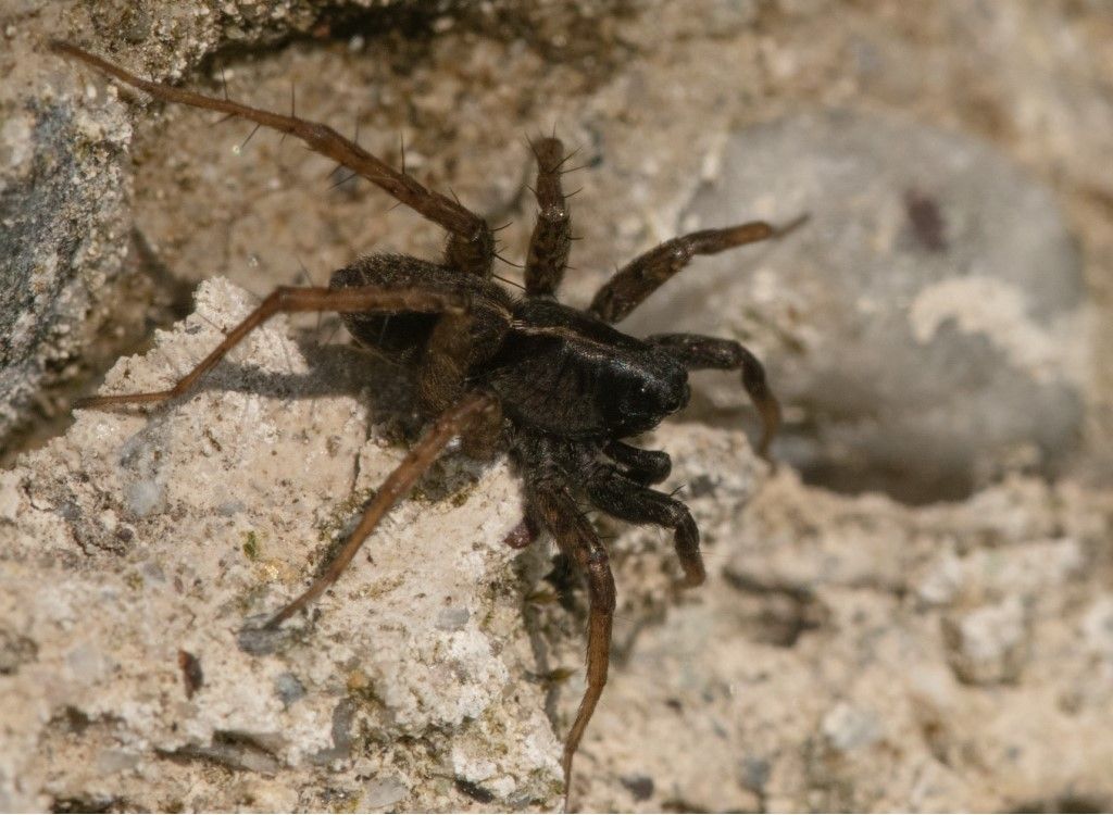 Pardosa o Alopecosa ?  Pardosa sp. - Crema (CR)