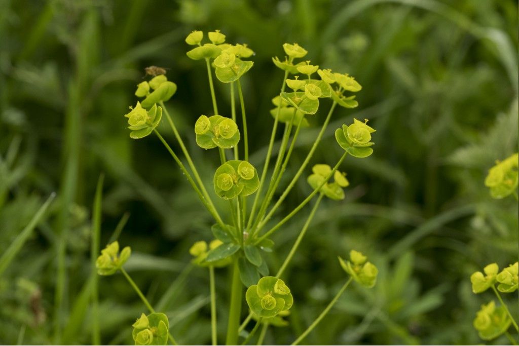 Euphorbia cyparissias ?  S�