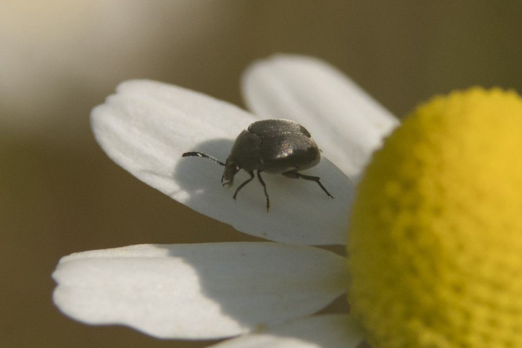 Chrysomelidae Bruchinae (ex Bruchidae): Spermophagus sp.