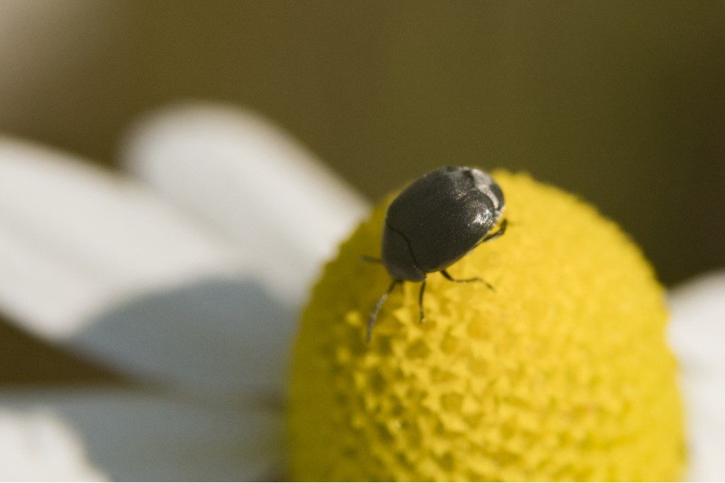 Chrysomelidae Bruchinae (ex Bruchidae): Spermophagus sp.