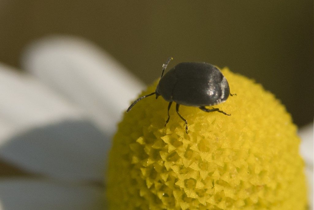 Chrysomelidae Bruchinae (ex Bruchidae): Spermophagus sp.