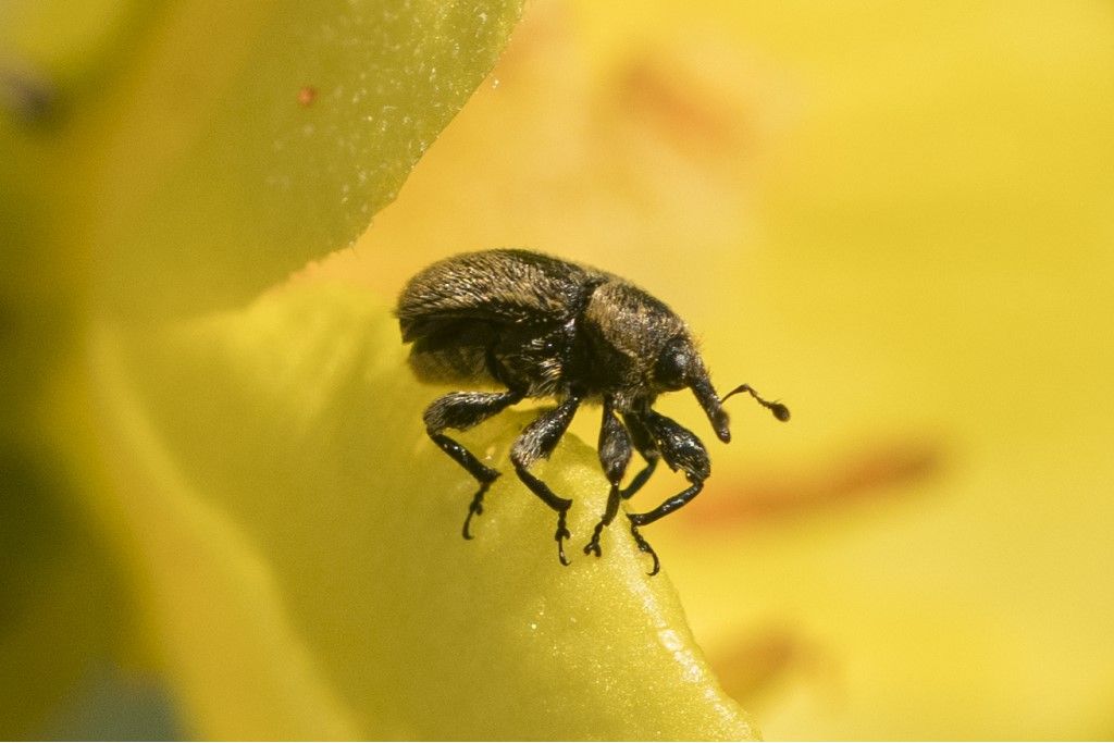 Curculionidae: Rhinusa tetra