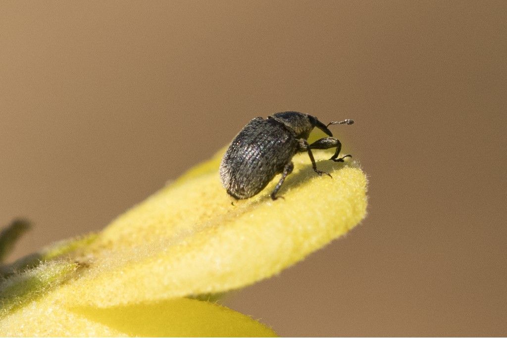 Curculionidae: Rhinusa tetra