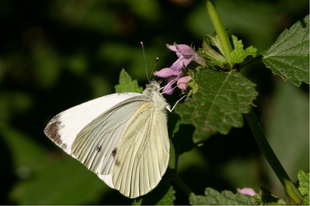 Pieris napi? S !