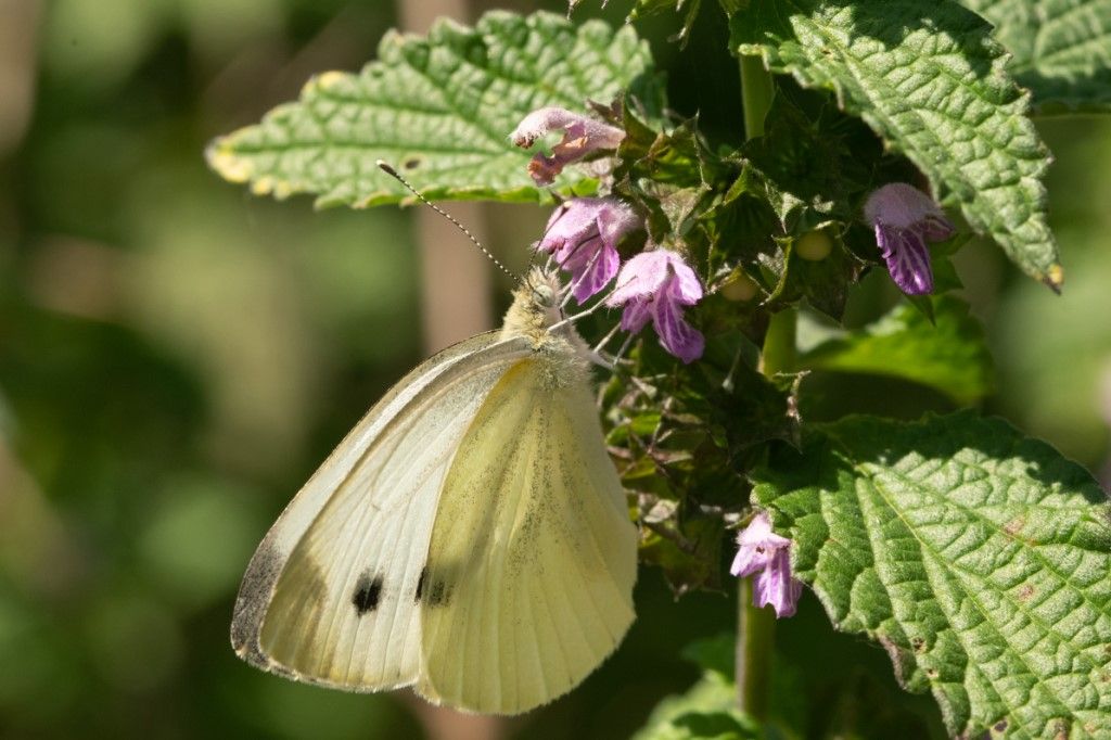 Pieris napi? S !