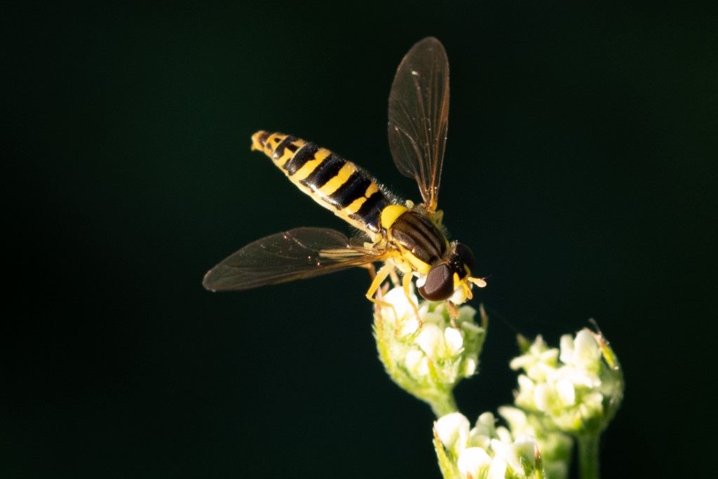 Syrphidae: Sphaerophoria scripta, femmina