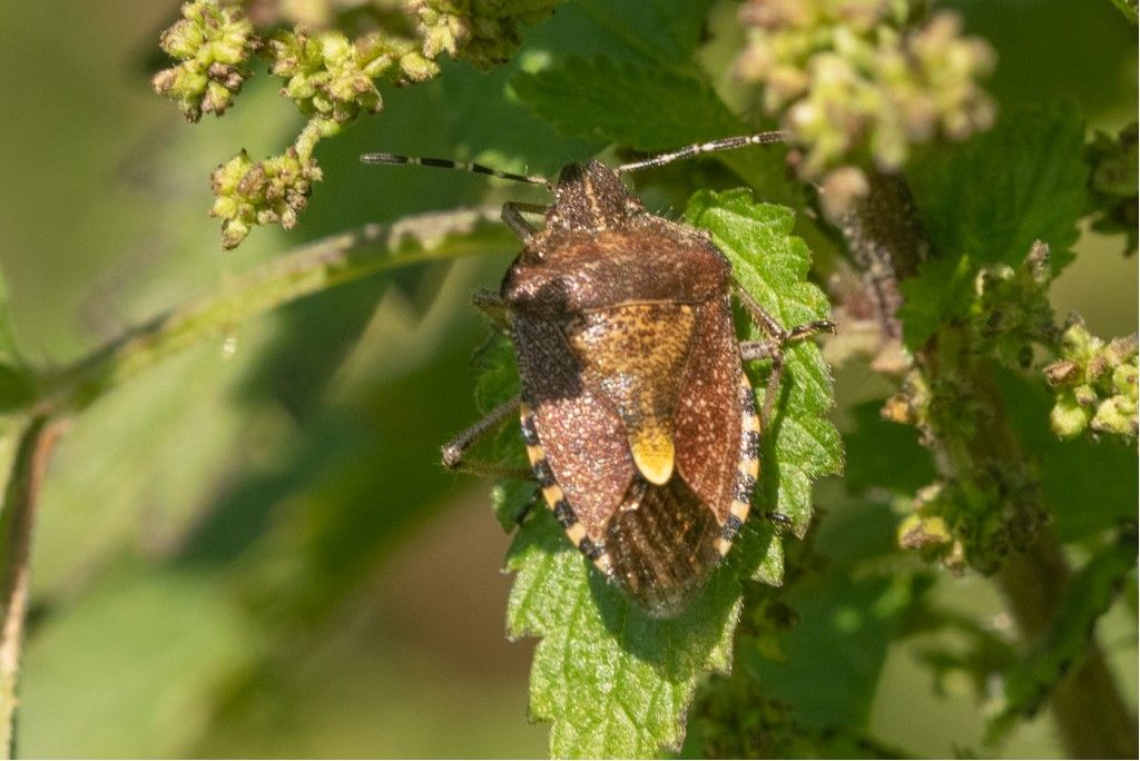 Pentatomidae: Dolycoris baccarum