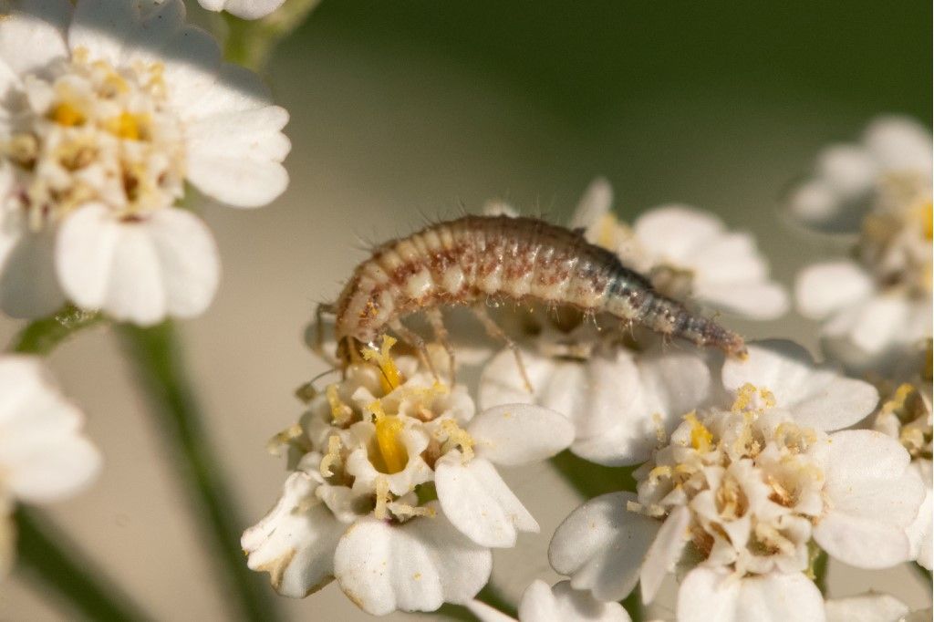 Larva di dittero Syrphidae ? No, di neurottero Chrysopidae: cfr. Chrysoperla sp.