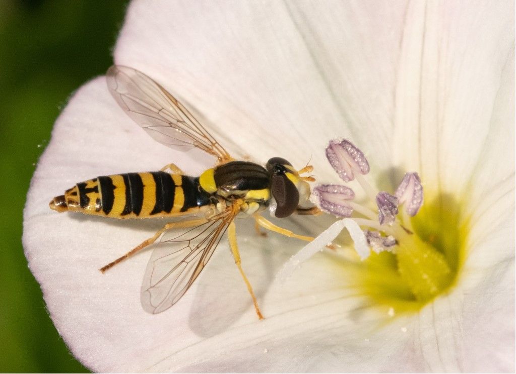 Syrphidae: Sphaerophoria scripta, femmina