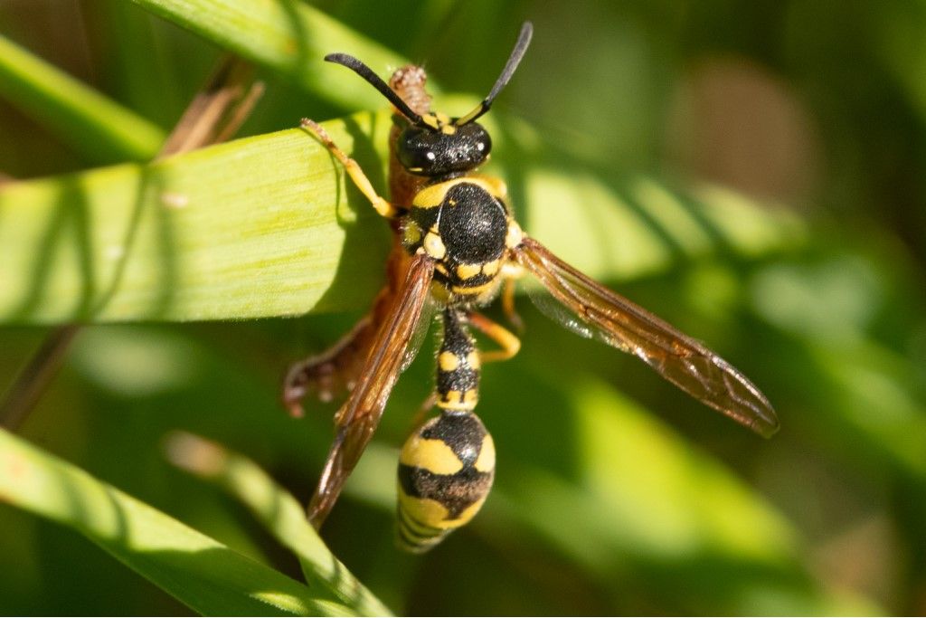 vespidae da identificare