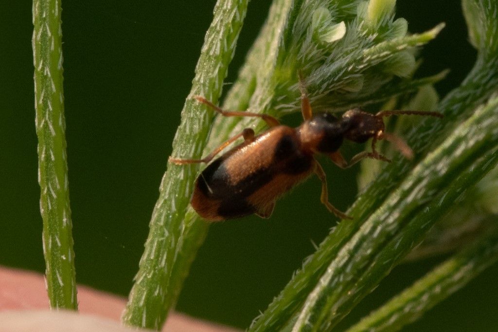 Carabidae? No, Anthicidae, Notoxus sp.